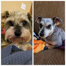 Schnauzer Shop My Schnauzer Without A Beard She S Still Adorable Though Facebook
