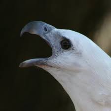 And seagle law of asheville to jointly investigate any claims the county may have against the. Seagle Regalseagle Twitter