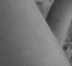 Black And White Goosebumps Pin On Simple Things That Make Me Happy