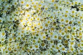 Protection from strong winds is also preferred as some taller varieties can flop over. Hd Wallpaper Hanoi Vietnam Winter Daisy Vintage Sun Flower Flowers Wallpaper Flare