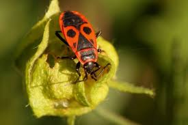 Once the script has hit your breakpoint, you can look at firebug's stack window: Free Images Nature Grass Flower Animal Fly Love Green Insect Small Fauna Invertebrate Close Up Lovely Eye Little Adorable Pest Housefly Macro Photography Arthropod Leaf Beetle Lycaenid Mobile Photography 2646x2370