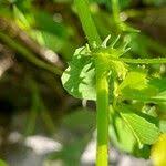 Image result for Medicago laciniata