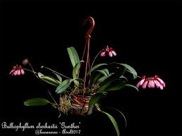 Image result for Bulbophyllum longiflorum