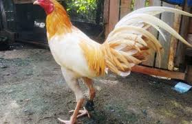 Hal ini dikarenakan ia merupakan ayam. Harga Ayam Peru Terbaru April 2021 Hargabulanini Com