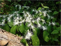 Image result for Capparaceae