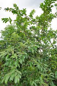 Image result for Aristida stipitata