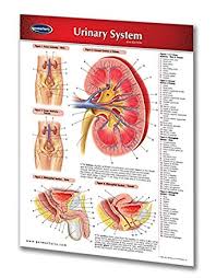 An inset shows the renal tubules and urine. Amazon Com Urinary System Chart 2 Page Laminated Nursing Reference Chart Medical Quick Reference Guide By Permacharts Industrial Scientific