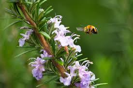 A somewhat rare sight in the uk. 12 Best Flowers Trees Herbs For Bees Horticulture Co Uk