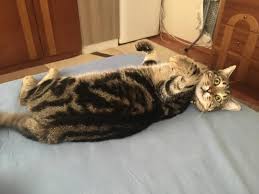 Tc Engin Korkmaz Adli Kullanicinin Kedi Poncik In Yaramazliklari Panosundaki Pin Kedi