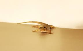 To repel lizards you must learn about their habits. 4 Factors That Attract Lizards Home Rentokil Singapore