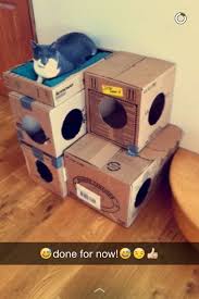 Epingle Par Christiane Hemmerlin Sur Animaux Bricolage Pour Chat Jeux Pour Chat Jouets Pour Chat Faits Maison