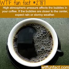 Wtf Facts Funny Interesting Weird Facts Wtf Fun Facts Fun Facts Weird Facts