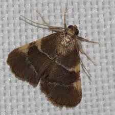 Image result for Hugonia elliptica