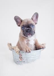 **new blue french bulldog puppies coming my interest in french bulldogs began when i saw how sweet and what clowns these little dogs are! Blue Fawn French Bulldog Puppy Teacup Puppies Boutique