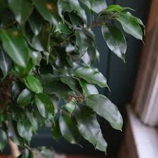 Image result for Ficus demeusei