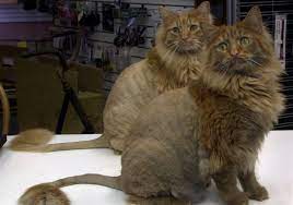 In lion cut, there are two types of tail cuts that you can choose according to your choice. Cats Get Kingly Cuts The Blade