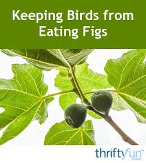 Most gardeners are familiar with squirrel baffles for bird feeders and some forms of tree barriers. Fruit Trees How To Scare Birds From Fruit Trees