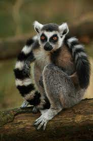 Ring Taled Lemur Monkey Beautiful Captive Ring Tailed Lemur Monkey With His Tail Wrapped Around Himself In A Zo Lemur Wild Animals Photography Animal Close Up