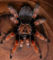 Image result for Barleria boehmii