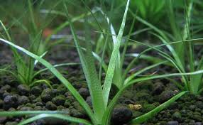 Image result for Eriocaulaceae