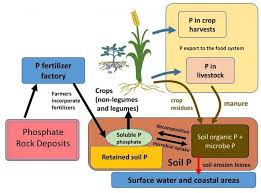 1) functions of phosphorus in plants phosphorus (p) is vital to plant growth and is found in every living plant cell. The Phosphorus Cycle And Human Management Of Soils