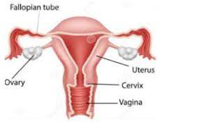 Department of obstetrics, gynecology and reproductive biology. A Draw A Sectional View Of Human Female Reproductive System And Label The Part Where Studyrankersonline