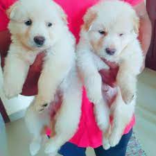 Finde die besten angebote für german shperd und spare zeit & geld. Buy Kci Registered Puppies From Verified Dog Breeders In India