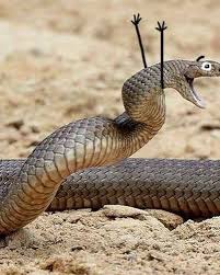 People Are Doodling On Snake Pics And The New Scenarios Are Hilarious 30 Pics Snakes Funny Cute Snake Cute Reptiles