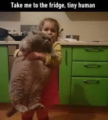 30 Catitude Memes To Celebrate Another Wonderfully Lazy Caturday Funny Cats Cute Funny Animals Funny Animal Pictures