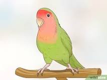 Image result