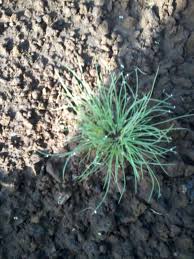 Image result for Bulbostylis trabeculata