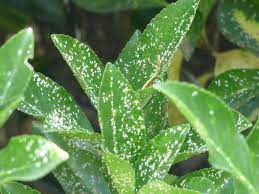 Euonymus is usually a tough, disease and pest resistant plant. Scale On Euonymus Shrubs How To Get Rid Of Euonymus Scale Insects