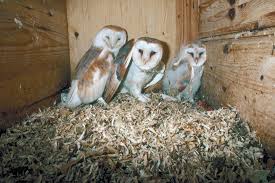Smj falconry can provide a natural form of pest control by using our hawks and falcons to disperse pest species such as gulls and feral pigeons. Barn Owls For Pest Control Ecofarming Daily