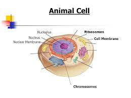 Is nuclear membrane present in animal cell. Plant And Animal Cell Organelles And Functions Ppt Video Online Download