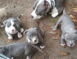 Join millions of people using oodle to find puppies for adoption, dog and puppy listings, and other pets adoption. American Pit Bull Terrier Puppies For Sale New York Ny 238096