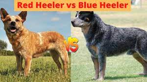 Red Heeler Vs Blue Heeler Difference Between Them Animal Hype