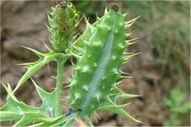 Image result for Argemone mexicana