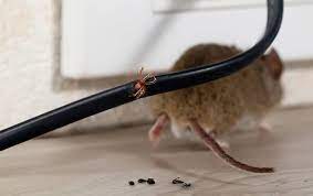 Rat droppings can pose a serious health hazard. Blog Mice Can Damage Walls And Furniture With Ceaseless Gnawing