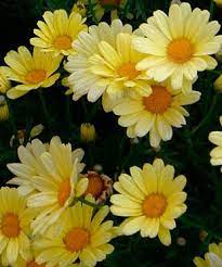Perennial Daisies Finegardening Flowers Perennials Plants Perennials