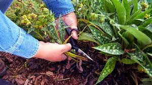 In the video, i cover when the best time of year to cut back your perennial plants, how high to cut them during spring cleanup, and how to deal with perennials that have already started growing. Perennial Deadheading Guide Garden Gate