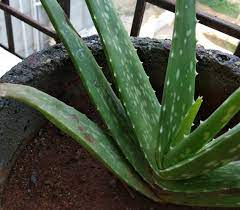 Aloe vera— aloe babardensis miller. Brown Spots On Alovera Gardening Landscaping Stack Exchange