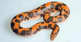 Pin By Sarah Jane On Reptiles And Amphibians Reptile Snakes Reptiles Pet Snake Lovers