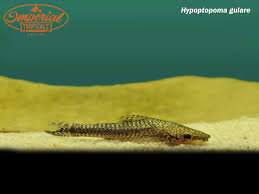 Image result for Hypolytrum goetghebeur