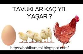 Tavuklar Kac Yil Yasar 2020 Tavuk Hayvan Hayvanlar