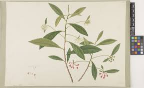 Image result for Ardisia staudtii