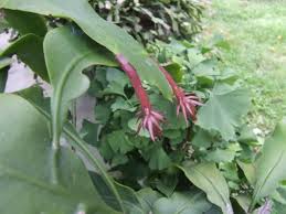 How To Make Night Blooming Cereus Bloom Blooming Orchid Succulent Garden Diy Gardening For Dummies