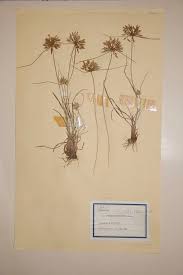 Image result for Pycreus niger