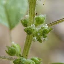 Image result for Parietaria debilis