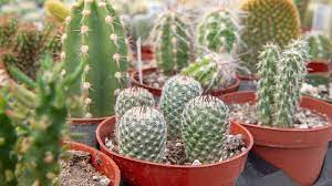 That is why thorns and hair are most dense on young specimens and on older plants often confined to the growing tips. The World Of Strange Cacti Mulhall S