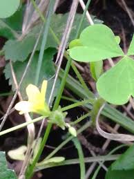 Image result for Oxalis anthelmintica